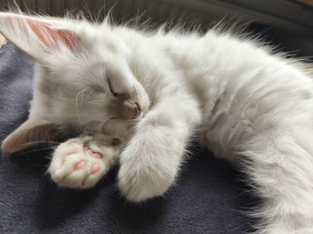 Heilige Birma Kitten