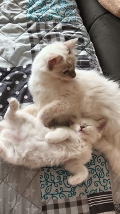 Heilige Birma Kitten
