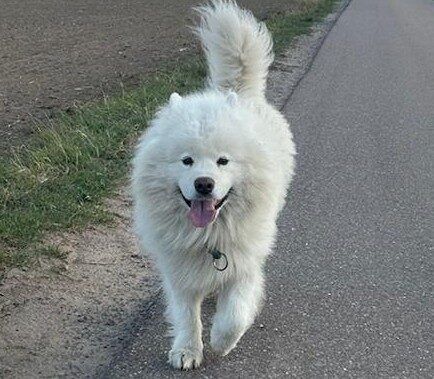 Samojedenrüde Balu