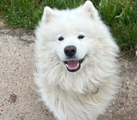 Samojedenrüde Balu