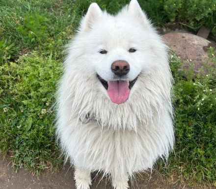 Samojedenrüde Eliot