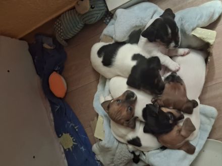 Jack Russel Welpen