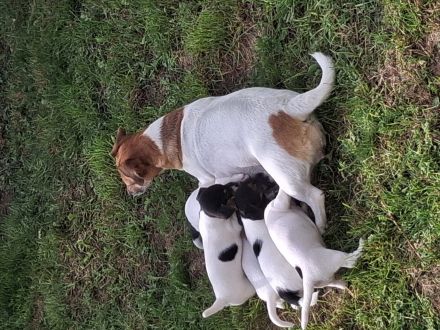 Jack Russel Welpen