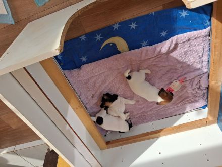 Jack Russel Welpen