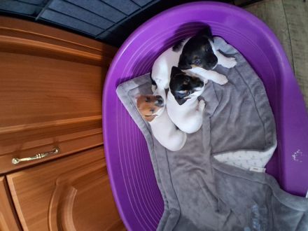 Jack Russel Welpen