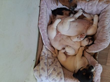Jack Russel Welpen