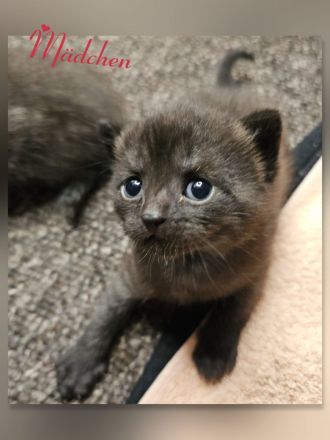 BKH Kitten black chocolate