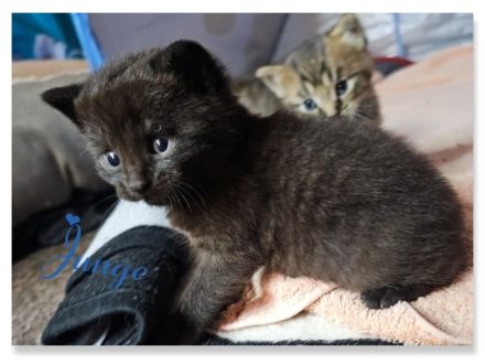 BKH Kitten black chocolate