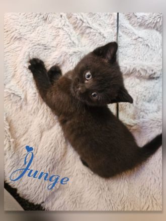 BKH Kitten black chocolate