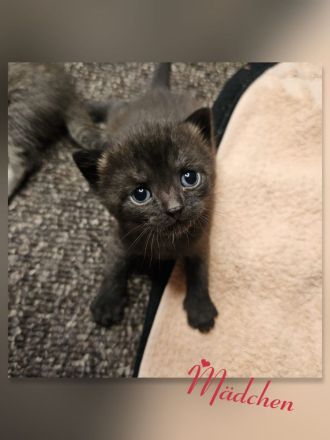 BKH Kitten black chocolate
