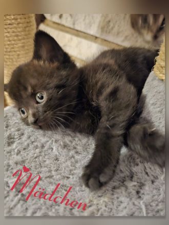 BKH Kitten black chocolate