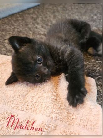 BKH Kitten black chocolate