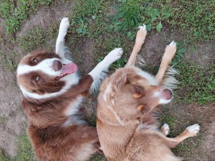 Nur noch Hündinnen in Schoko/red/lilac Border Collie/Australian Shepherd