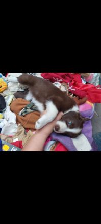 Nur noch Hündinnen in Schoko/red/lilac Border Collie/Australian Shepherd