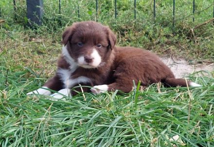 Nur noch Hündinnen in Schoko/red/lilac Border Collie/Australian Shepherd