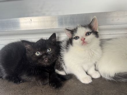 BKH Kitten