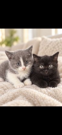 BKH Kitten
