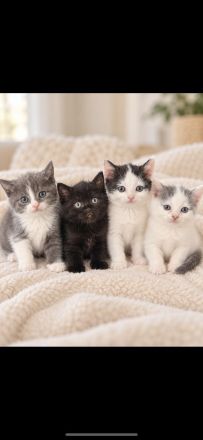 BKH Kitten