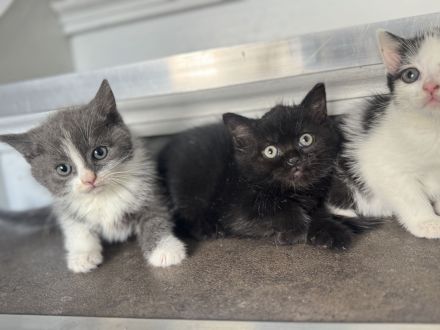 BKH Kitten