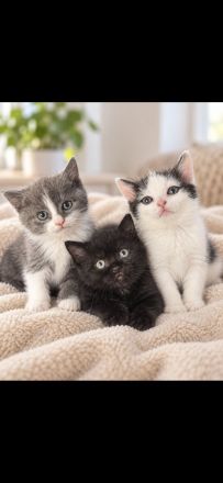 BKH Kitten