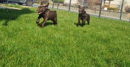 Schoko Labrador Welpen mit Ahnentafel Amerikanische Linie
