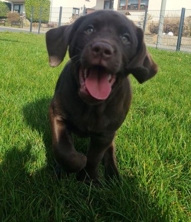 Schoko Labrador Welpen mit Ahnentafel Amerikanische Linie