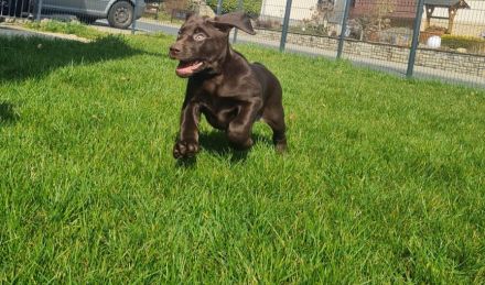 Schoko Labrador Welpen mit Ahnentafel Amerikanische Linie