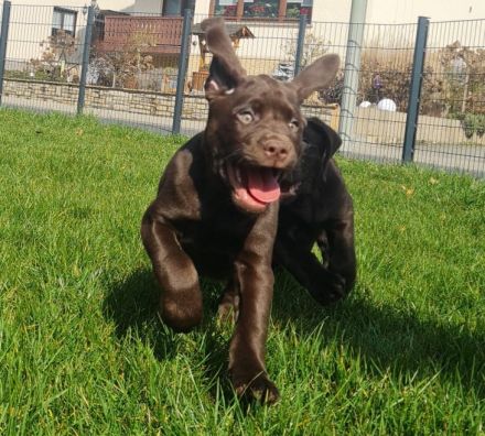 Schoko Labrador Welpen mit Ahnentafel Amerikanische Linie