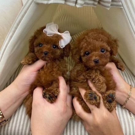Entzückende Pudelwelpen (Rüden und Hündinnen)WhatsApp: +48 735 445 662