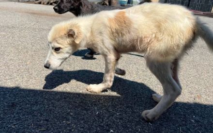 Cleo sucht ein ländliches Zuhause