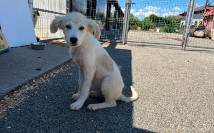Cleo sucht ein ländliches Zuhause