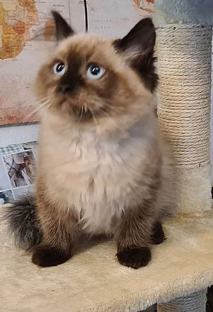Süße Neva Maquarade Kater reinrassig auszugsbereit Sibirische Katze Waldkatze
