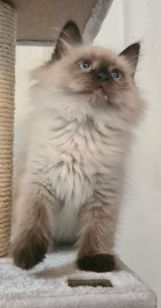 Neva Maquarade Kater reinrassig auszugsbereit Sibirische Katze Waldkatze