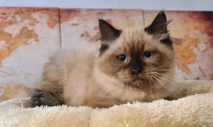 Süße Neva Maquarade Kater reinrassig auszugsbereit Sibirische Katze Waldkatze