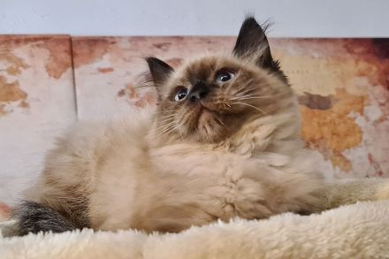 Süße Neva Maquarade Kater reinrassig auszugsbereit Sibirische Katze Waldkatze
