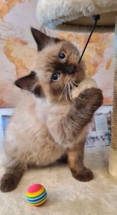 Süße Neva Maquarade Kater reinrassig auszugsbereit Sibirische Katze Waldkatze