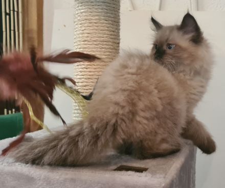 Neva Maquarade Kater reinrassig auszugsbereit Sibirische Katze Waldkatze
