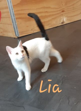 Pflegekitten suchen ein Zuhause