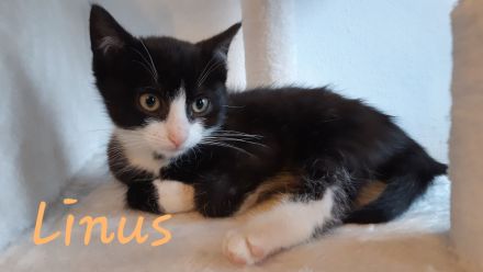 Pflegekitten suchen ein Zuhause