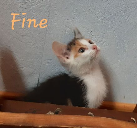 Pflegekitten suchen ein Zuhause