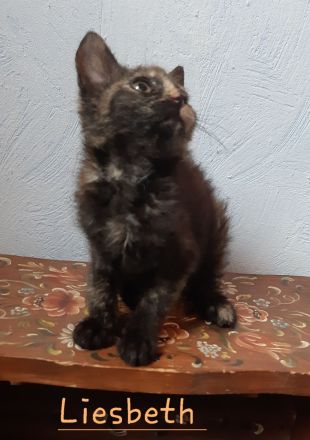 Pflegekitten suchen ein Zuhause