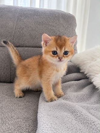 Drei wunderschöne BKH Goldene Chinchilla Kätzchen suchen liebevolle Familien