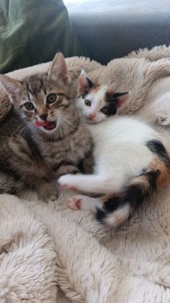 Kitten Katzen Hauskatzen Europäisch Kurzhaar Glückskatze und Tabby Babykatze Katze