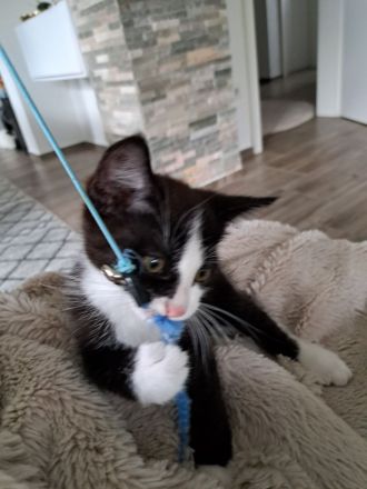 Kitten Katze Babykatze Europäisch Kurzhaar Hauskatze Männlich