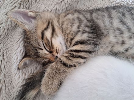 Kitten Katzen Hauskatzen Europäisch Kurzhaar Glückskatze und Tabby Babykatze Katze