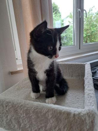 Kitten Katze Babykatze Europäisch Kurzhaar Hauskatze Männlich