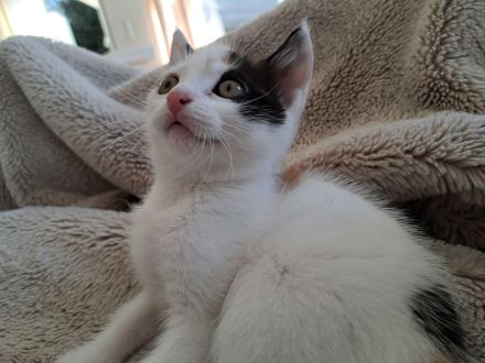 Kitten Katzen Hauskatzen Europäisch Kurzhaar Glückskatze und Tabby Babykatze Katze