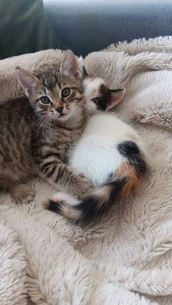 Kitten Katzen Hauskatzen Europäisch Kurzhaar Glückskatze und Tabby Babykatze Katze