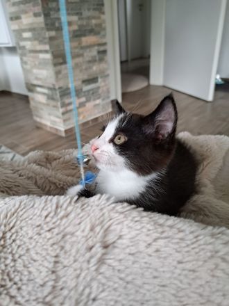 Kitten Katze Babykatze Europäisch Kurzhaar Hauskatze Männlich