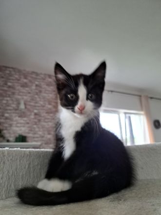 Kitten Katze Babykatze Europäisch Kurzhaar Hauskatze Männlich